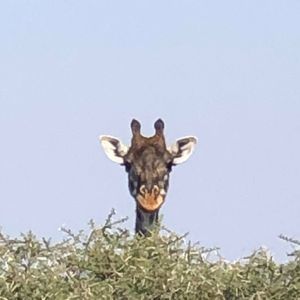 Meet your Posher, Sherry